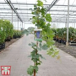 Grape 'Cabernet Sauvignon' -EcoFlora Sales Shop GRAP TKA3700 A