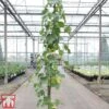 Grape 'Chasselas Doré' -EcoFlora Sales Shop GRAP TKA3704 A