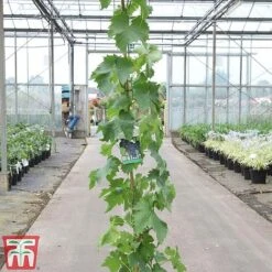 Grape 'Muscat Hamburg' -EcoFlora Sales Shop GRAP TKA3708 A