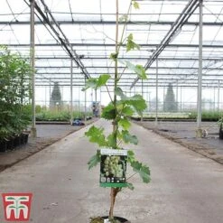 Grape 'Muscat Of Alexandria' 8 Grape 'Muscat Of Alexandria' -EcoFlora Sales Shop GRAP TKA3710 A