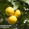 Grapefruit Plant -EcoFlora Sales Shop GRAPEFRUIT KC5367 A
