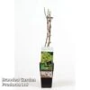 Grape 'Golden Champion' -EcoFlora Sales Shop GRAP GOLDENCHA S48999