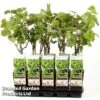 Grape 'Himrod' -EcoFlora Sales Shop GRAP HIMROAD S48998