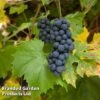 Grape (Vitis) 'Muscat Bleu' 2 Grape (Vitis) 'Muscat Bleu' -EcoFlora Sales Shop GRAP MUSCAHAMB L22812 KB2586
