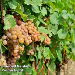 Grape 'Trio Mix' -EcoFlora Sales Shop GRAP PINOTGRIS W509901