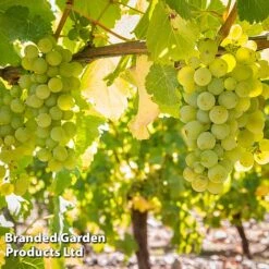 Grape 'Trio Mix' -EcoFlora Sales Shop GRAP SAUVIGNON W509912