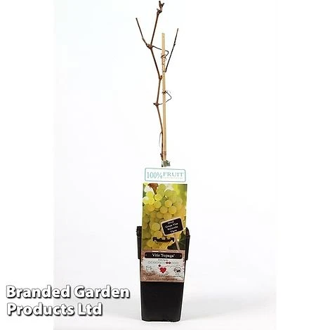 Grape 'Supaga' 3 Grape 'Supaga'