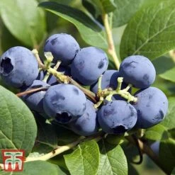 Grow Your Own Bumper Pack 9 Grow Your Own Bumper Pack -EcoFlora Sales Shop GROW WKB9279 D