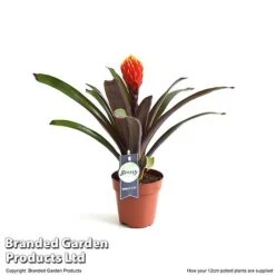 Guzmania 'Tala' 15 Guzmania 'Tala' -EcoFlora Sales Shop GUZM TALA12CM T49236