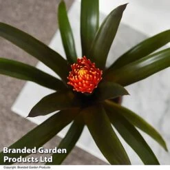 Guzmania 'Tala' 11 Guzmania 'Tala' -EcoFlora Sales Shop GUZM TALA T49242