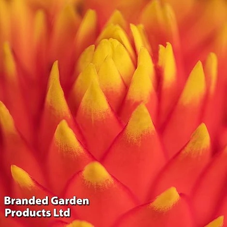 Guzmania 'Tala' 7 Guzmania 'Tala' - Image 5