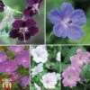 Geranium Hardy Mixed