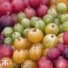 Gooseberry Collection -EcoFlora Sales Shop Gooseberry Coll