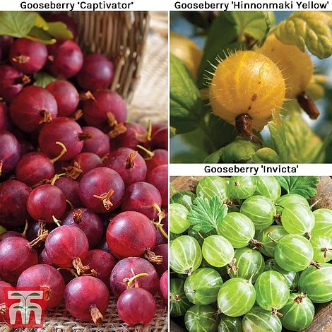 Gooseberry Collection 4 Gooseberry Collection - Image 2