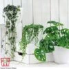 Hanging Houseplant Collection -EcoFlora Sales Shop HANG kb3601 A