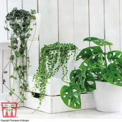 Hanging Houseplant Collection
