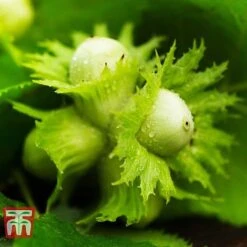 Hazelnut 'Kentish Cob' (Filbert) -EcoFlora Sales Shop HAZE CWW3407 C
