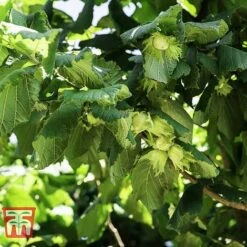 Corylus Avellana (Hedging) 9 Corylus Avellana (Hedging) -EcoFlora Sales Shop HAZE KB3244 A