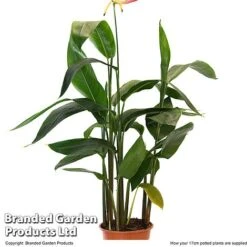 Heliconia Psittacorum 'Hawaii' -EcoFlora Sales Shop HELI HAWAI17CM T48007