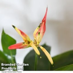 Heliconia Psittacorum 'Hawaii' -EcoFlora Sales Shop HELI HAWAII T48009