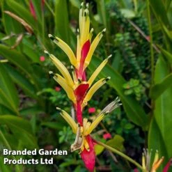 Heliconia Psittacorum 'Hawaii' -EcoFlora Sales Shop HELI HAWAII W45409