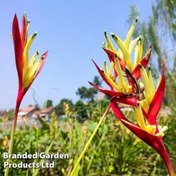 Heliconia Psittacorum 'Hawaii' -EcoFlora Sales Shop HELI HAWAII W45411