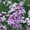 Hesperis Matronalis -EcoFlora Sales Shop HESP T64216 A h