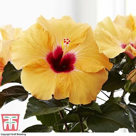 Hibiscus Rosa-sinensis 'Hibisqs Apricot' 4 Hibiscus Rosa-sinensis 'Hibisqs Apricot' - Image 2