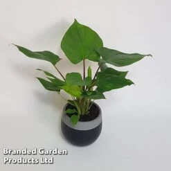 Homalomena 'Maggy' 10 Homalomena 'Maggy' -EcoFlora Sales Shop HOMA MAGGY10CM S504381