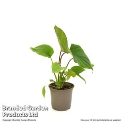 Homalomena 'Maggy' 11 Homalomena 'Maggy' -EcoFlora Sales Shop HOMA MAGGY10CM T52104