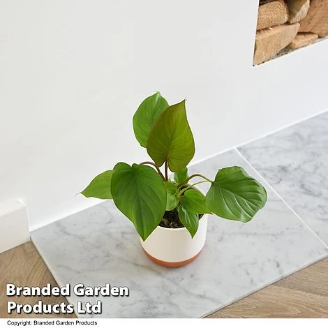 Homalomena 'Maggy' 3 Homalomena 'Maggy'