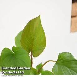 Homalomena 'Maggy' 9 Homalomena 'Maggy' -EcoFlora Sales Shop HOMA MAGGY T52107