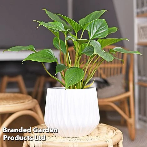 Homalomena 'Maggy' 4 Homalomena 'Maggy' - Image 2