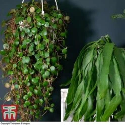 Nurserymans Choice Hanging Basket Succulent Plant Collection -EcoFlora Sales Shop HOU KB3438 D