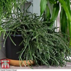 Nurserymans Choice Hanging Basket Succulent Plant Collection -EcoFlora Sales Shop HOU KB3438 F