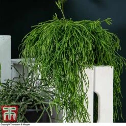 Nurserymans Choice Hanging Basket Succulent Plant Collection -EcoFlora Sales Shop HOU KB3438 G