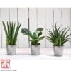 Easy Care Houseplant Collection -EcoFlora Sales Shop HOU kb3603 A