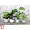 House Plant Urban Jungle Collection -EcoFlora Sales Shop HOUS KA8543 A
