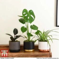 House Plant Urban Jungle Collection -EcoFlora Sales Shop HOUS KA8543 H