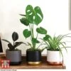 House Plant Urban Jungle Trio 2 House Plant Urban Jungle Trio -EcoFlora Sales Shop HOUS KB3714 A