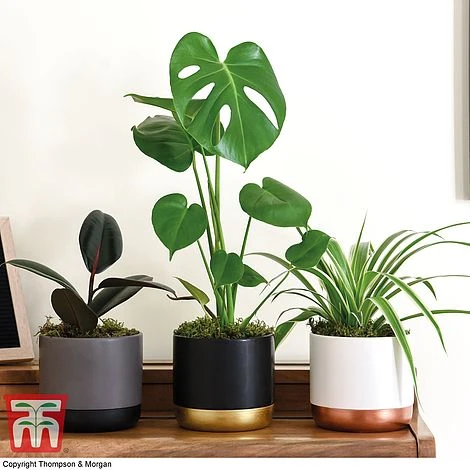 House Plant Urban Jungle Trio 3 House Plant Urban Jungle Trio