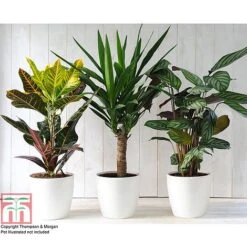 T&M's Choice House Plant Mix