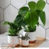 Green Houseplants Bathroom Trio -EcoFlora Sales Shop HOUS BATHRTRIO T43634