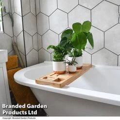 Green Houseplants Bathroom Trio -EcoFlora Sales Shop HOUS BATHRTRIO T43636