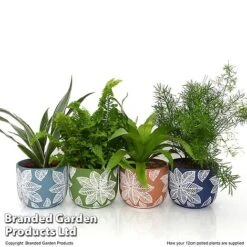 Mixed Delphi Ceramic House Plants -EcoFlora Sales Shop HOUS DELPH12CM T50540