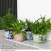 Mixed Delphi Ceramic House Plants -EcoFlora Sales Shop HOUS DELPHIMIX T50541