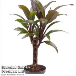 Houseplant Tropical Mix -EcoFlora Sales Shop HOUS TROP KF0878 A