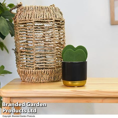 Hoya Kerrii 'Double Leaf' 3 Hoya Kerrii 'Double Leaf'