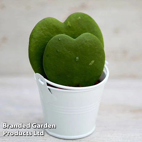 Hoya Kerrii 'Double Leaf' 4 Hoya Kerrii 'Double Leaf' - Image 2