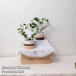 Heart-Shaped Hoya Carnosa In Decorative Ceramic Pot -EcoFlora Sales Shop HOYA HEARTC9CM S47727